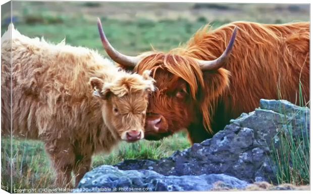 Highland Cow and Calf Canvas Print by David Mather