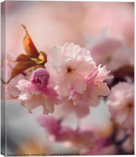 Cherry bloosom Canvas Print by Simon Johnson