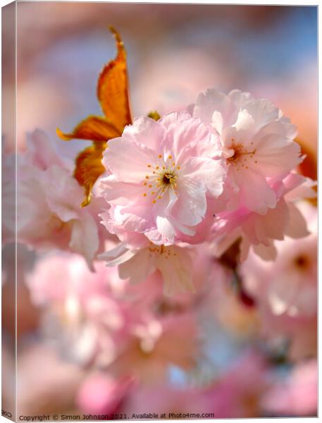 spring Blossomr Canvas Print by Simon Johnson