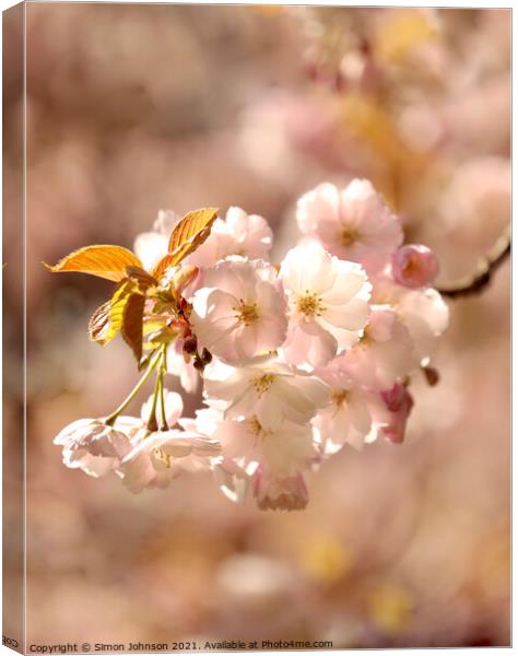 A close up sunlit spring blossom Canvas Print by Simon Johnson