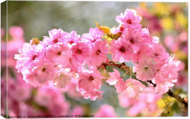 Cherry Blossom Canvas Print by Simon Johnson