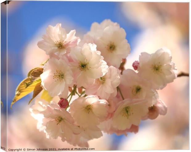 Cherry Blossom Canvas Print by Simon Johnson