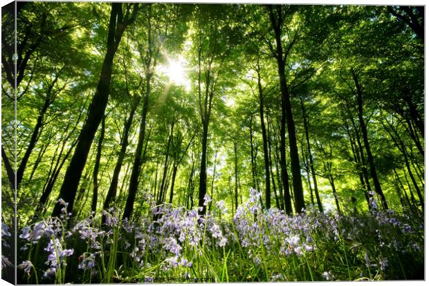 Sunlit Bluebells Canvas Print by Simon Johnson