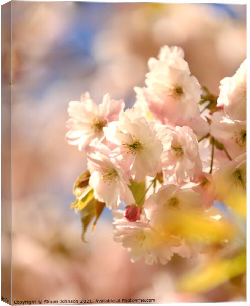 sunlit Cherry Blossom Canvas Print by Simon Johnson