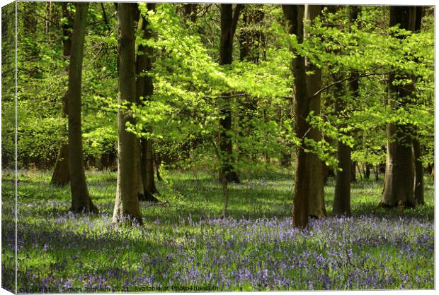 Sunlit Leaves and bluebells Canvas Print by Simon Johnson
