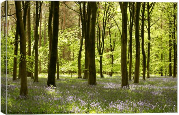 Bluebell wood Canvas Print by Simon Johnson