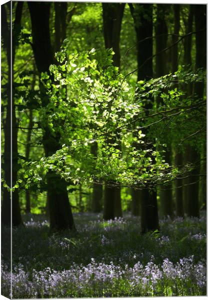 Sunlit Leaves and bluebells Canvas Print by Simon Johnson