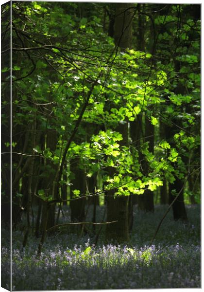 sunlit tree and bluebells Canvas Print by Simon Johnson