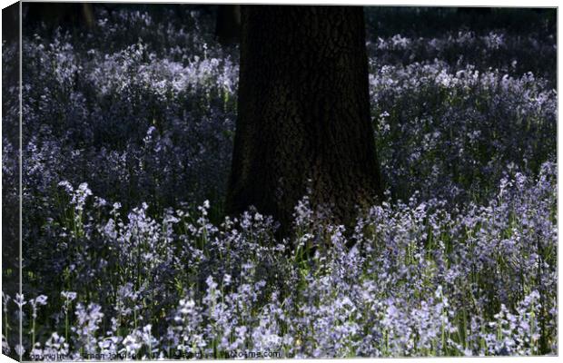 sunlit bluebells Canvas Print by Simon Johnson