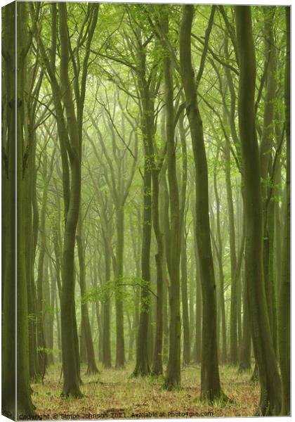 Misty Beech Wood Canvas Print by Simon Johnson
