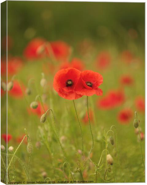 him and her poppies Canvas Print by Simon Johnson