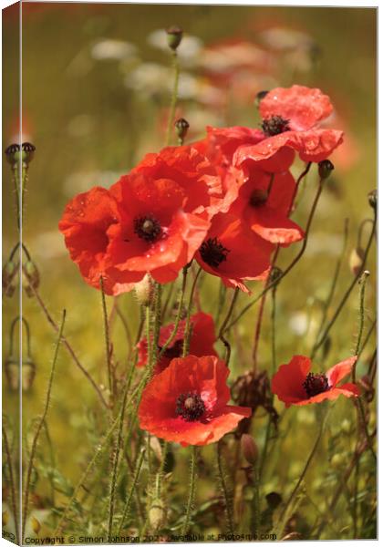 A collection  of poppies Canvas Print by Simon Johnson