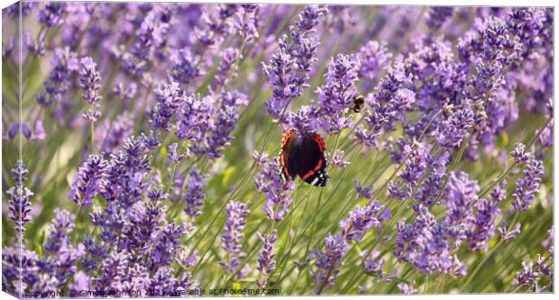 Lavender  flower butterfly and bee Canvas Print by Simon Johnson