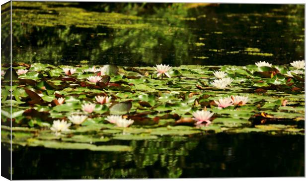 Water Lillies Canvas Print by Simon Johnson
