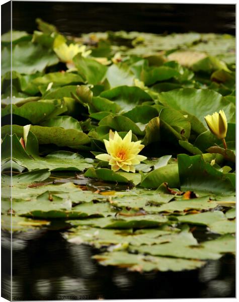 Water lilly Canvas Print by Simon Johnson