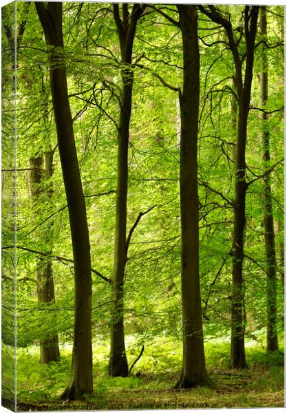 Tranquil trees Canvas Print by Simon Johnson