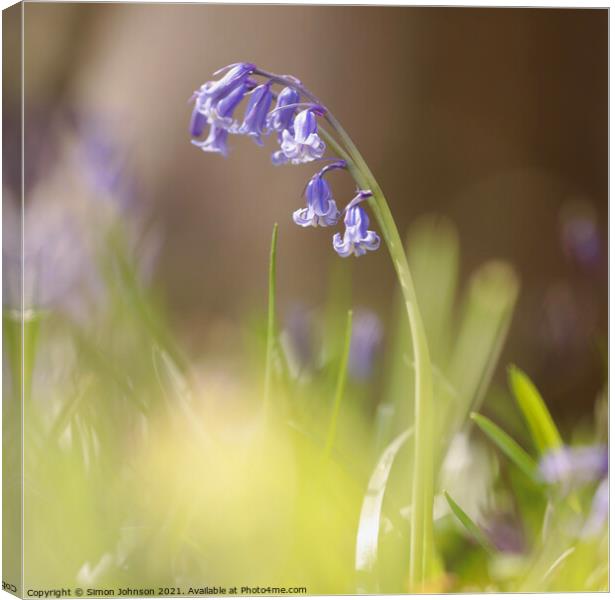 Bluebell flower Canvas Print by Simon Johnson