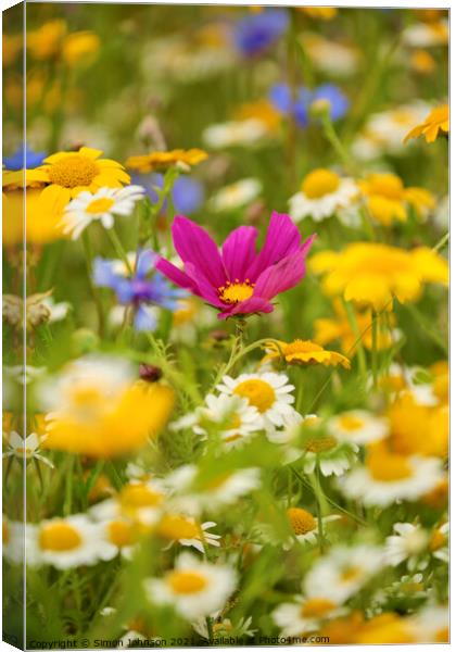 Meadow flowers Canvas Print by Simon Johnson