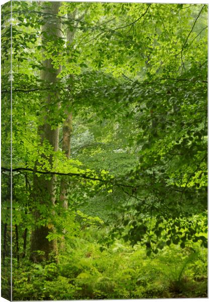 Woodland greens Canvas Print by Simon Johnson