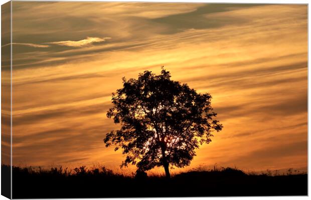 isolated tree silhouette against a sunrise sky Canvas Print by Simon Johnson