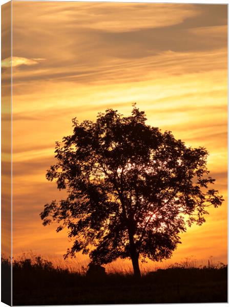 Tree Silhouette Canvas Print by Simon Johnson