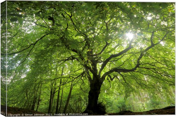 sunlit Beech tree profile Canvas Print by Simon Johnson