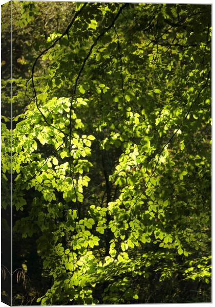 Sunlit Beech Leaves Canvas Print by Simon Johnson