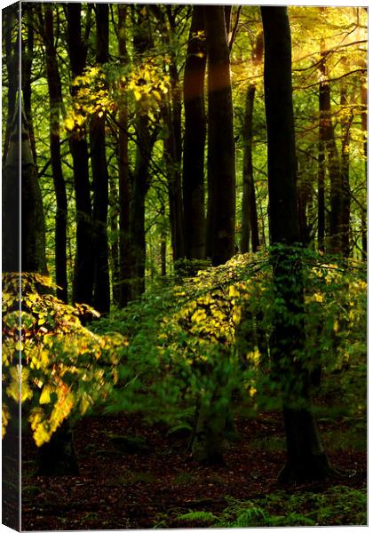 sunlit Woodland Canvas Print by Simon Johnson