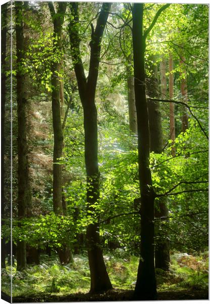 Plant tree Canvas Print by Simon Johnson