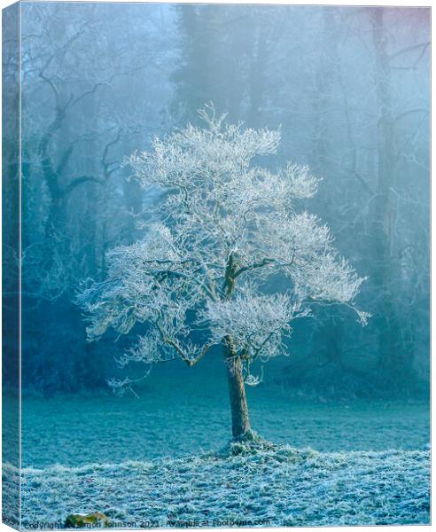 sunlit frosted tree Canvas Print by Simon Johnson