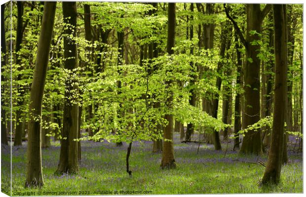 sunlit beech tree  Canvas Print by Simon Johnson