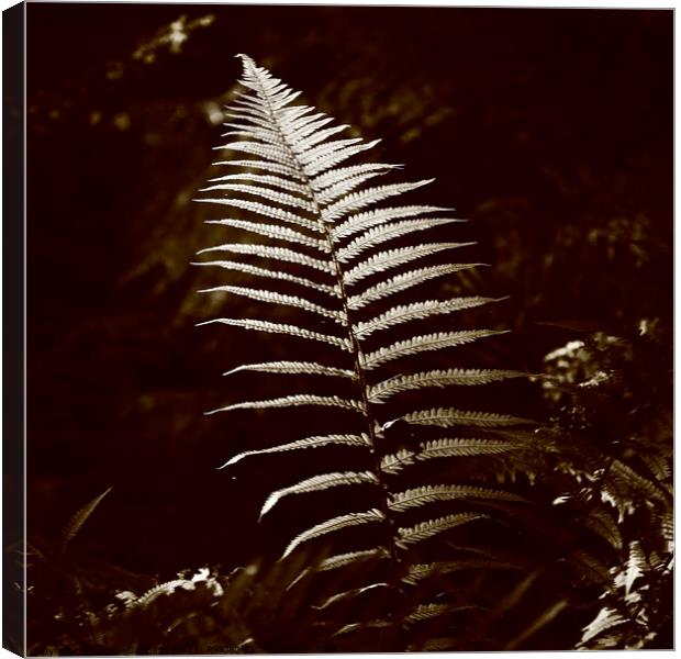  Sunlit fern Canvas Print by Simon Johnson