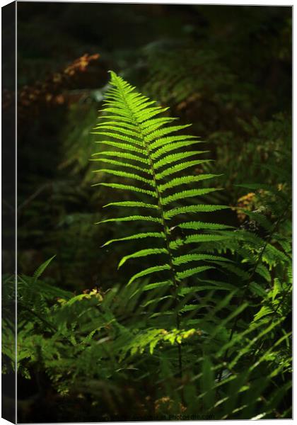 sunlit fern Canvas Print by Simon Johnson