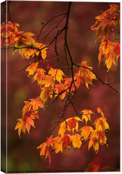 Autumn Acer  leaves Canvas Print by Simon Johnson