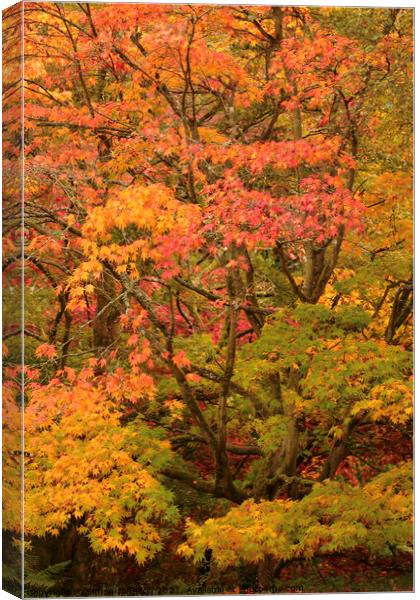 Autumn Acer leaves Canvas Print by Simon Johnson