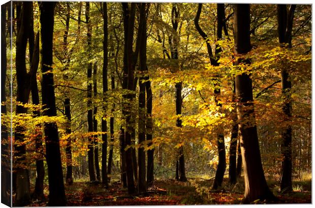 Sunlit autumn Woodland  Canvas Print by Simon Johnson