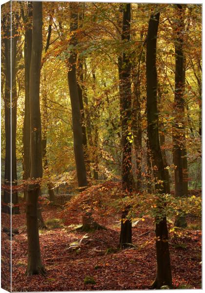 sunlit beech woodland Canvas Print by Simon Johnson