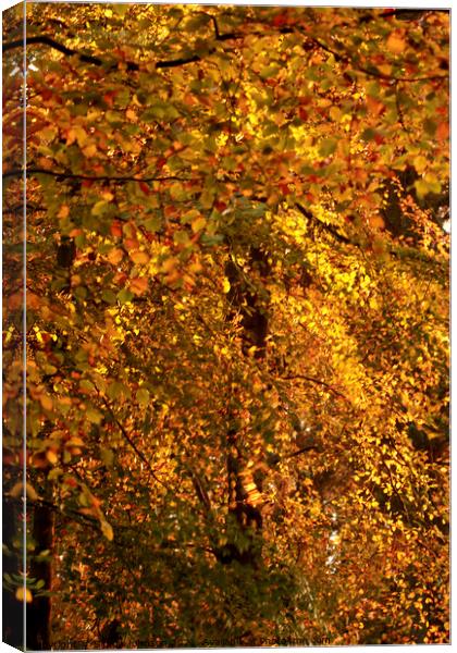 Autumn gold Canvas Print by Simon Johnson