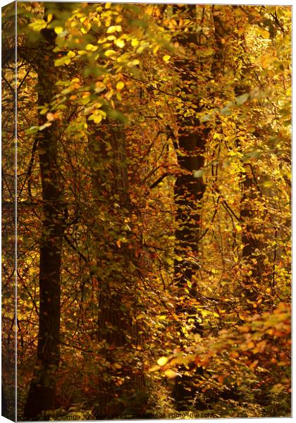 sunlit autumn woodland Canvas Print by Simon Johnson