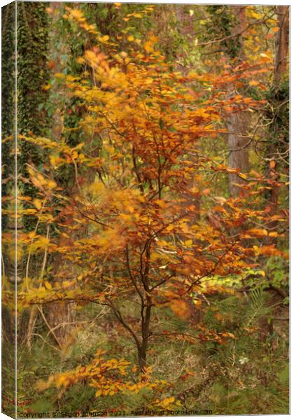 wind blown Beech tree Canvas Print by Simon Johnson