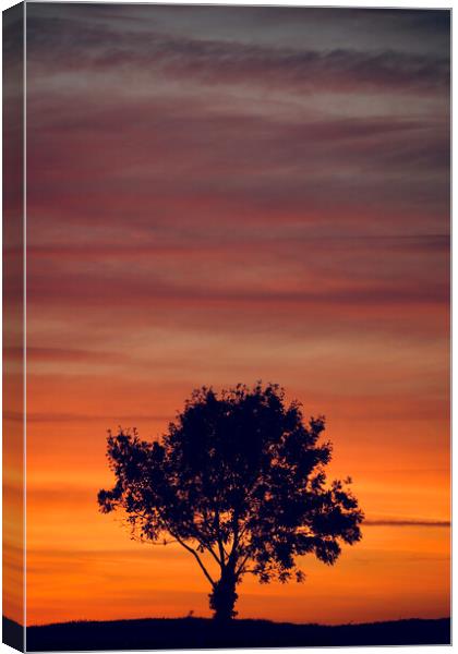 sunset clouds  and tree Silhouette   Canvas Print by Simon Johnson