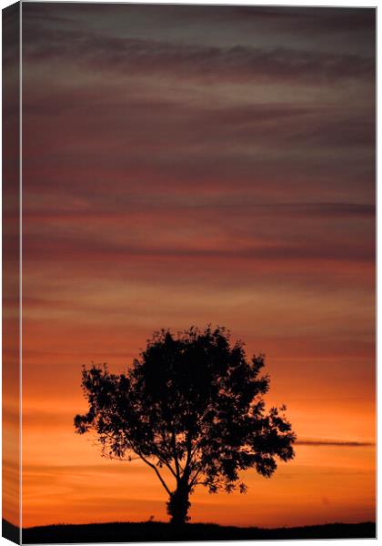 sunset sky and tree silhouette  Canvas Print by Simon Johnson