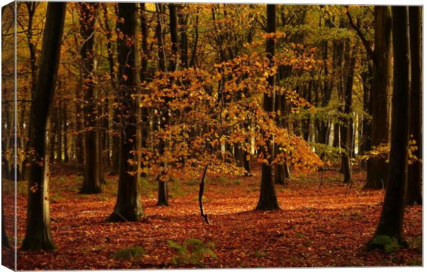 Plant tree Canvas Print by Simon Johnson