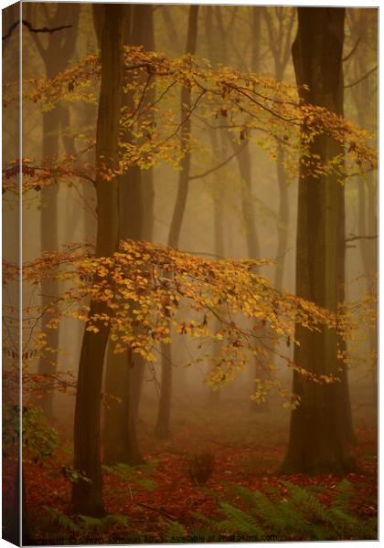 Woodland Mist Canvas Print by Simon Johnson