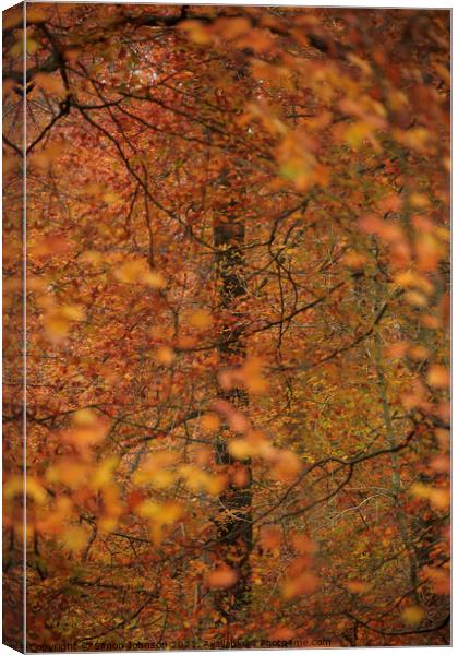 Autumn colour Canvas Print by Simon Johnson