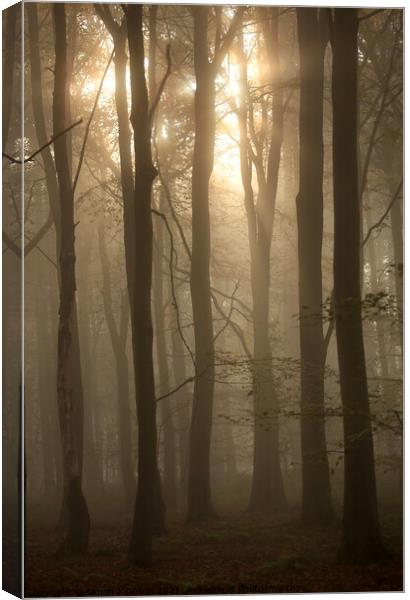 sunlight and woodland architecture Canvas Print by Simon Johnson
