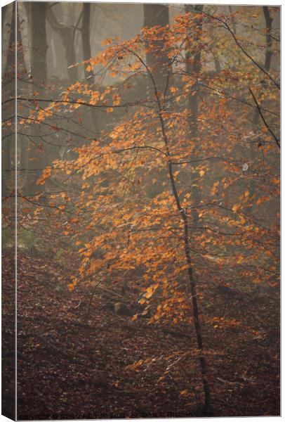 Autumn Beech tree Canvas Print by Simon Johnson