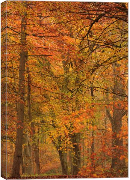 Beech tree Canvas Print by Simon Johnson