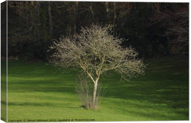 sunllit tree Canvas Print by Simon Johnson