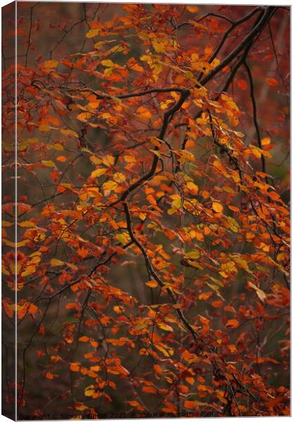 Autumn beech leaves Canvas Print by Simon Johnson